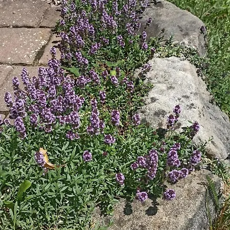 Mit Gartenblick Appartement
