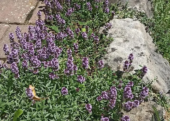 Mit Gartenblick Apartament